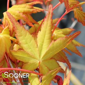 UENO HOMARE UPRIGHT JAPANESE MAPLE